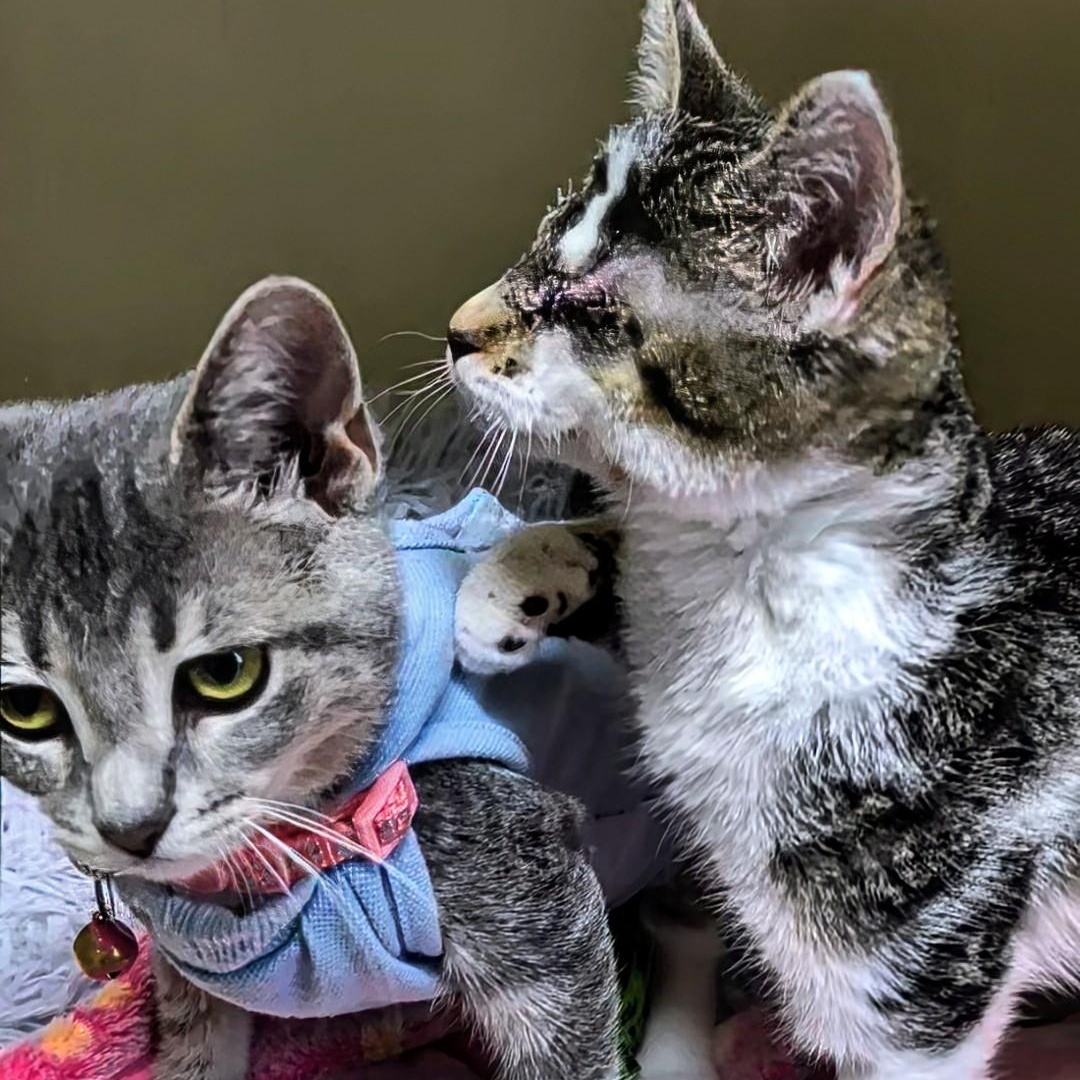 Enlarge CiCi - Bonded with Callie, a Adoptable Domestic Short Hair in West Jefferson, OH image 4/6