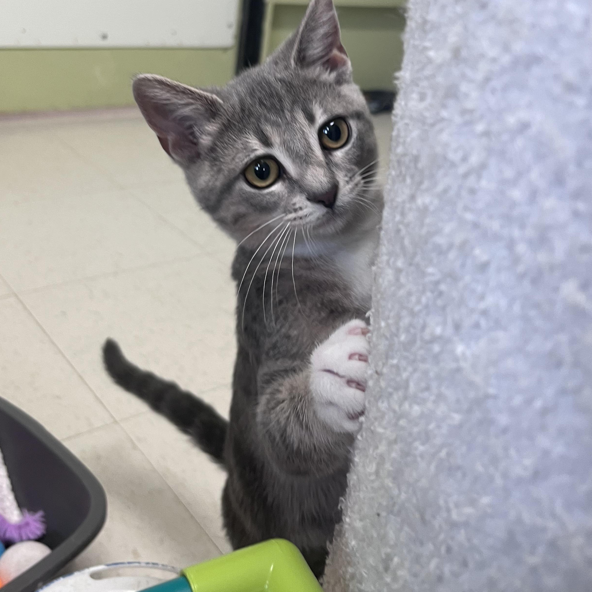 Enlarge CiCi - Bonded with Callie, a Adoptable Domestic Short Hair in West Jefferson, OH image 3/6