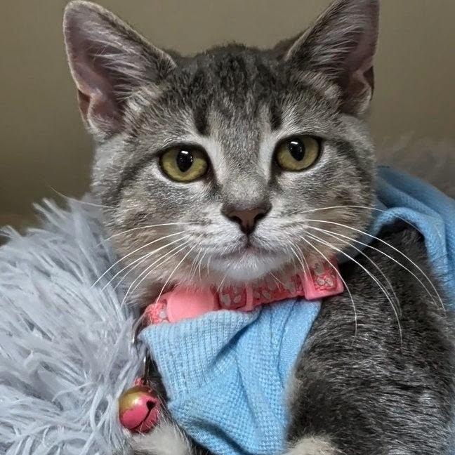 CiCi - Bonded with Callie, Adoptable, Kitten Female Domestic Short Hair.