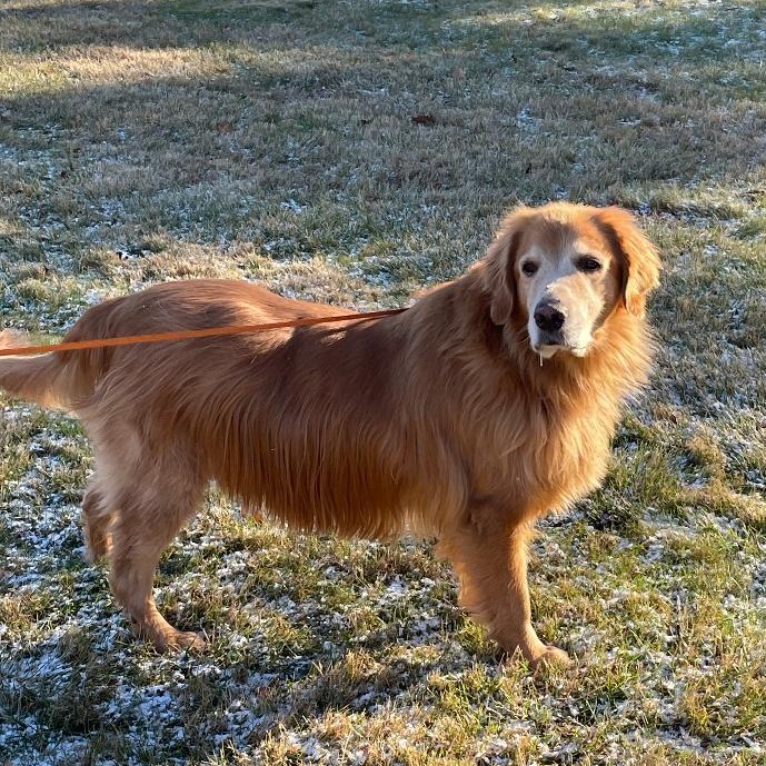Murphy, a Adoptable Golden Retriever in New Canaan, CT image 1/5