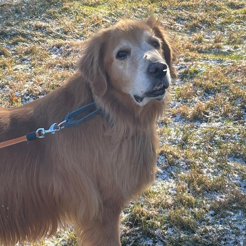 Murphy, a Adoptable Golden Retriever in New Canaan, CT image 2/5