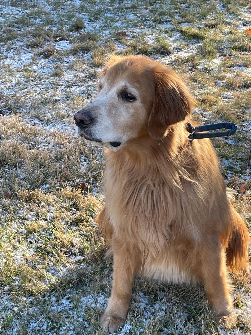 Murphy, a Adoptable Golden Retriever in New Canaan, CT image 3/5