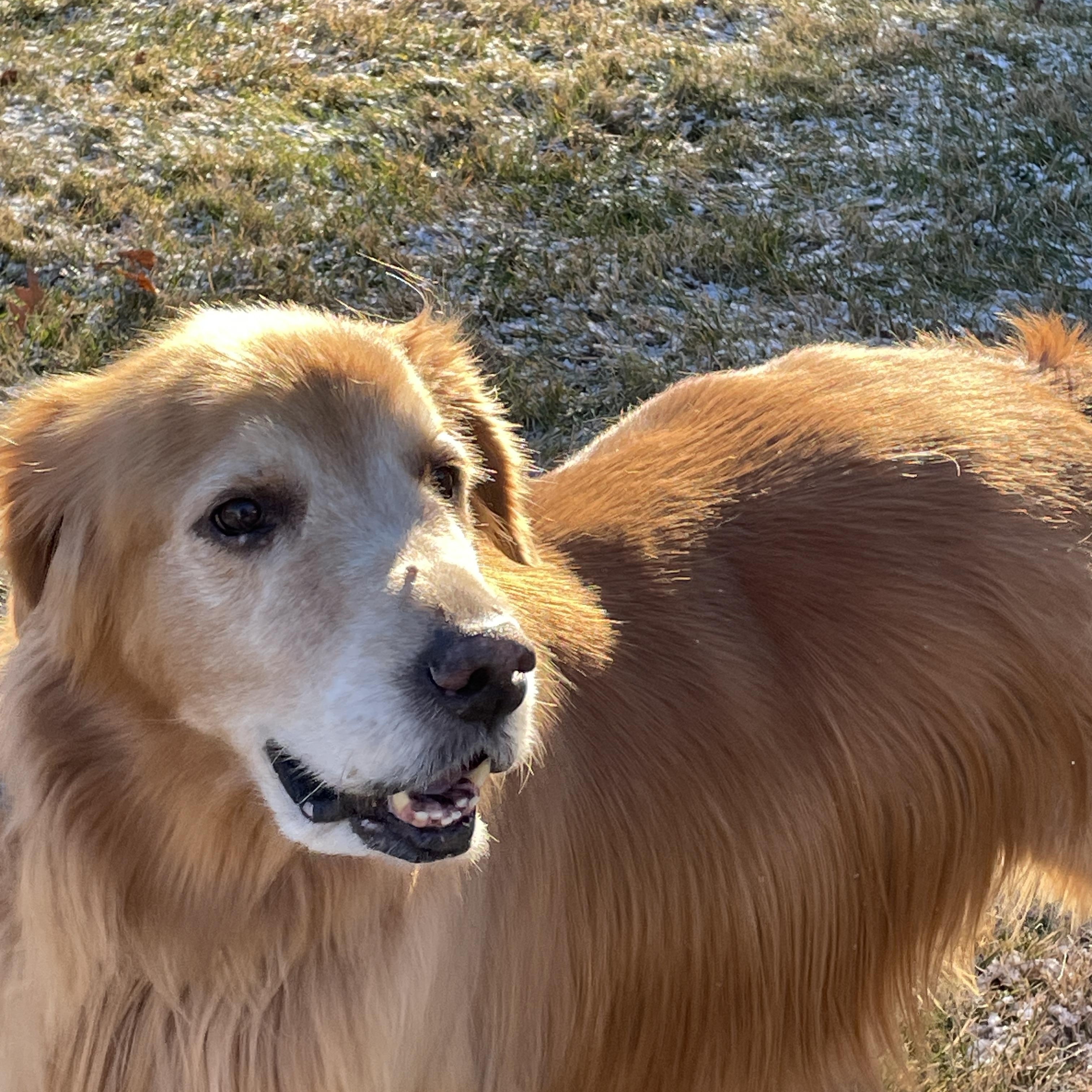 Murphy, a Adoptable Golden Retriever in New Canaan, CT image 4/5