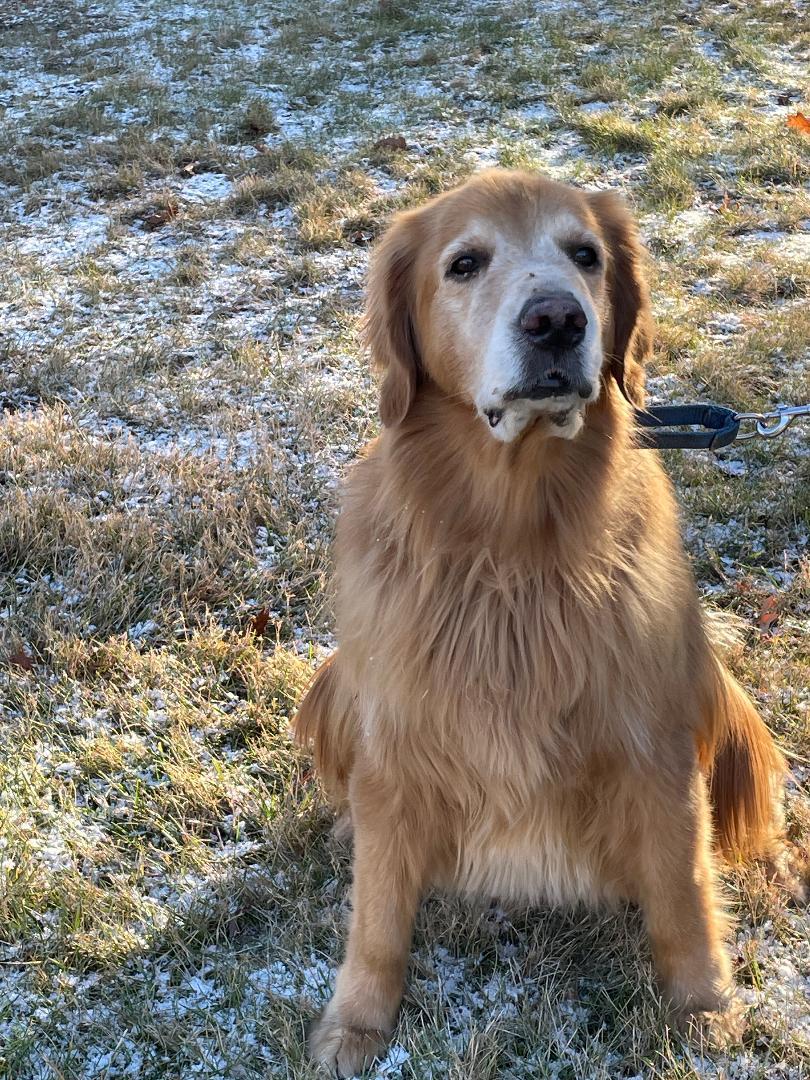 Murphy, a Adoptable Golden Retriever in New Canaan, CT image 5/5
