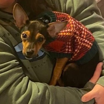 Garland, a ADOPTABLE mixed breed in Stamford, CT image 6/6