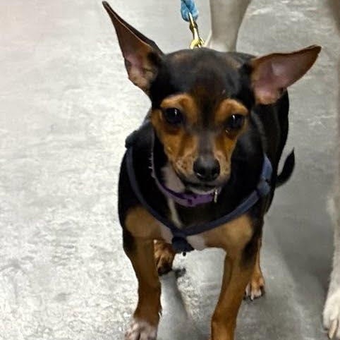 Garland, ADOPTABLE, Puppy Male Chihuahua & Jack Russell Terrier.