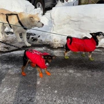 Garland, a ADOPTABLE mixed breed in Stamford, CT image 5/6