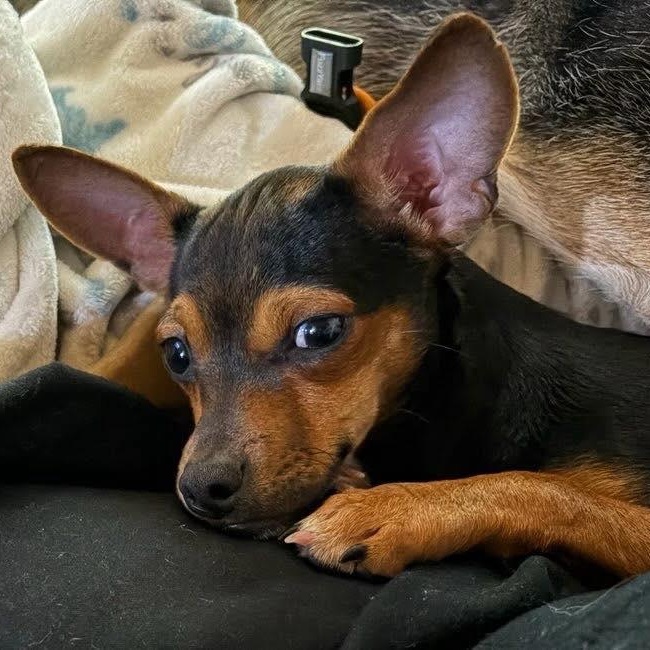 Garland, a ADOPTABLE mixed breed in Stamford, CT image 2/6