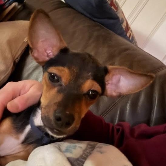 Garland, a ADOPTABLE mixed breed in Stamford, CT image 3/6