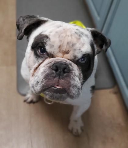 OREO, a Adoptable English Bulldog in Bonney Lake, WA image 2/2