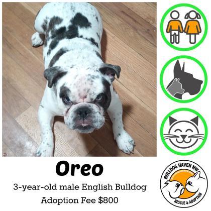 OREO, a Adoptable English Bulldog in Bonney Lake, WA image 1/2