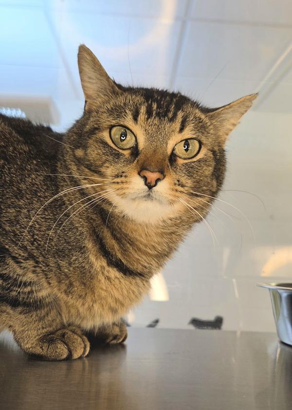 Enlarge Hope 46118, a Adoptable mixed breed in Pocatello, ID image 2/2