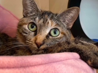 Pocahontas, a Adoptable Domestic Short Hair in Sterling, VA image 2/6
