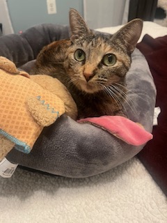 Pocahontas, a Adoptable Domestic Short Hair in Sterling, VA image 1/6