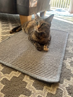 Pocahontas, a Adoptable Domestic Short Hair in Sterling, VA image 5/6