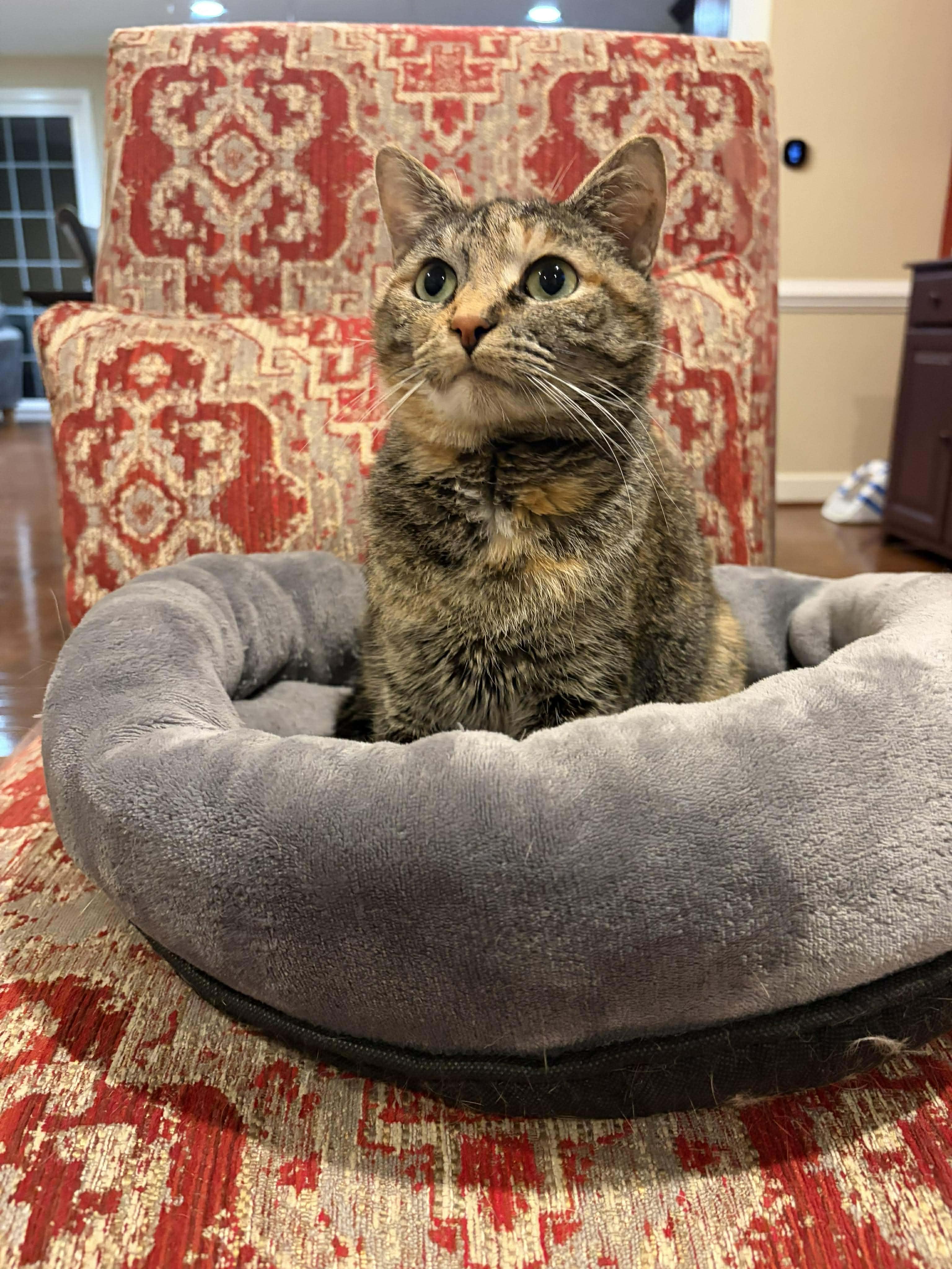 Enlarge Pocahontas, a Adoptable Domestic Short Hair in Sterling, VA image 2/6