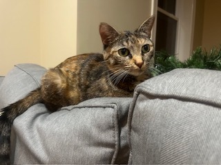 Pocahontas, a Adoptable Domestic Short Hair in Sterling, VA image 4/6