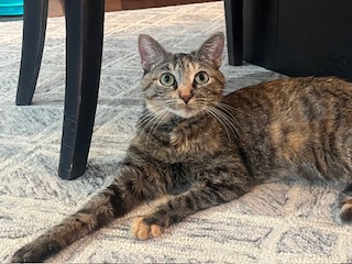 Pocahontas, a Adoptable Domestic Short Hair in Sterling, VA image 6/6