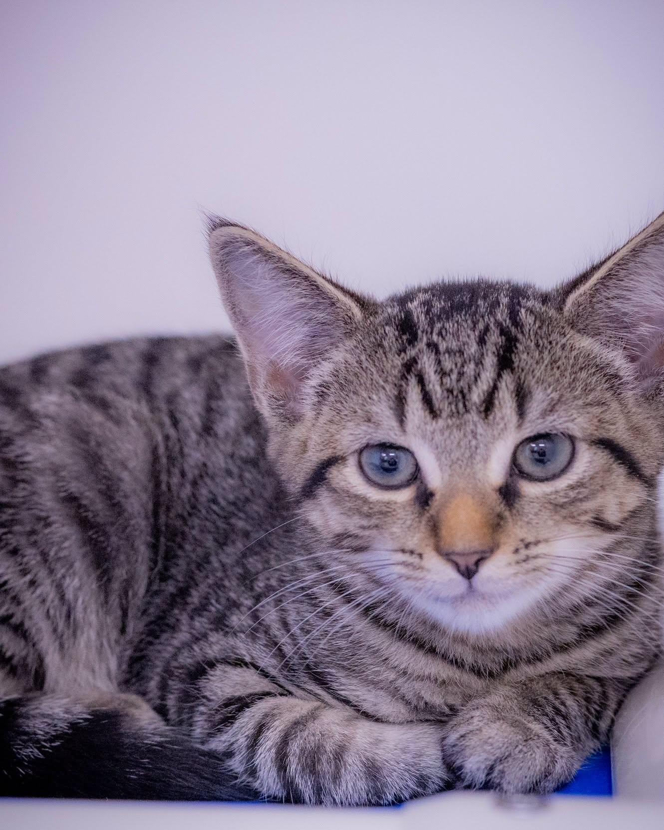 TRISCUIT (0591), ADOPTABLE, Kitten Male Domestic Short Hair.