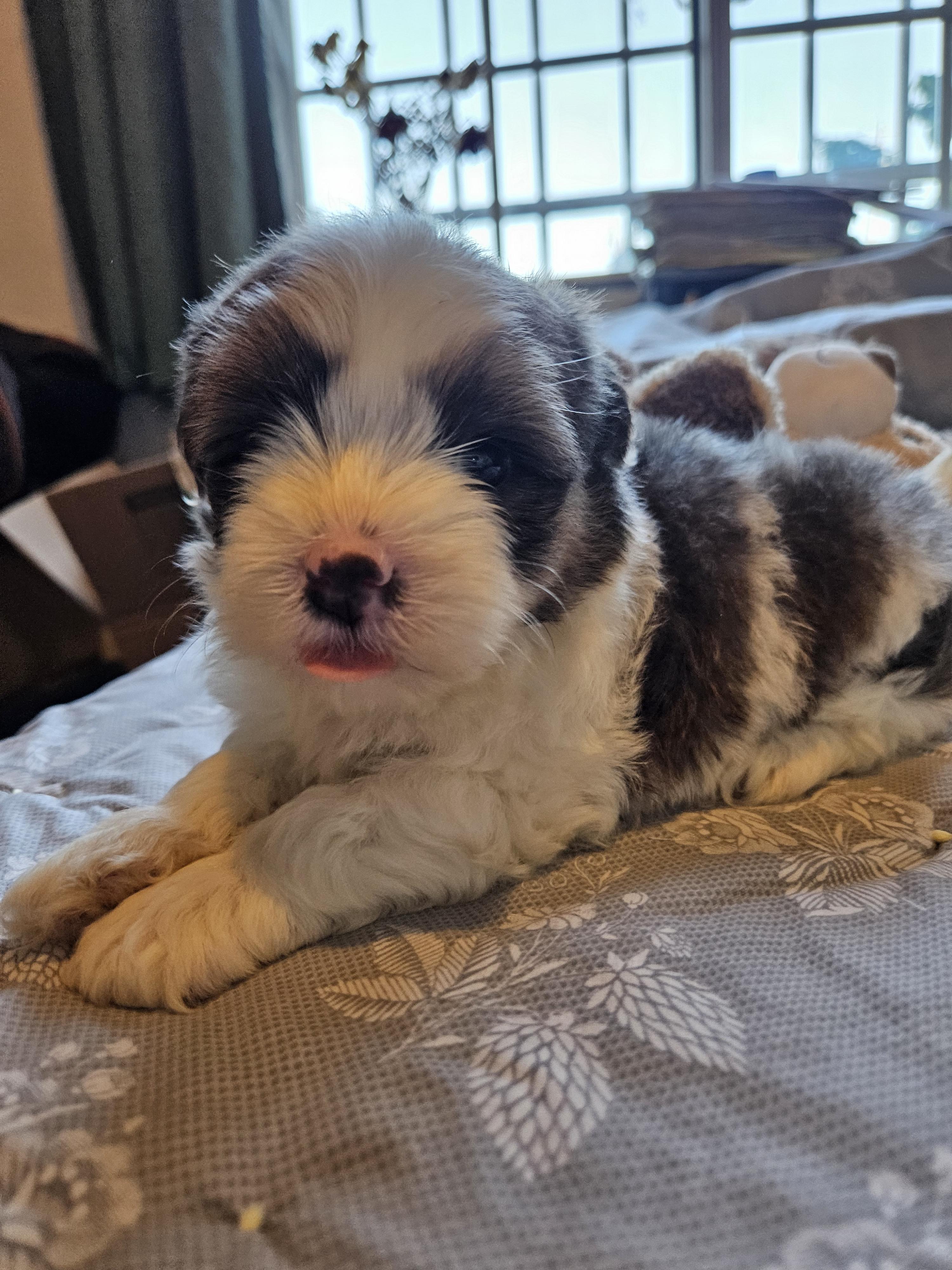 Goofy Maltipoo Dog