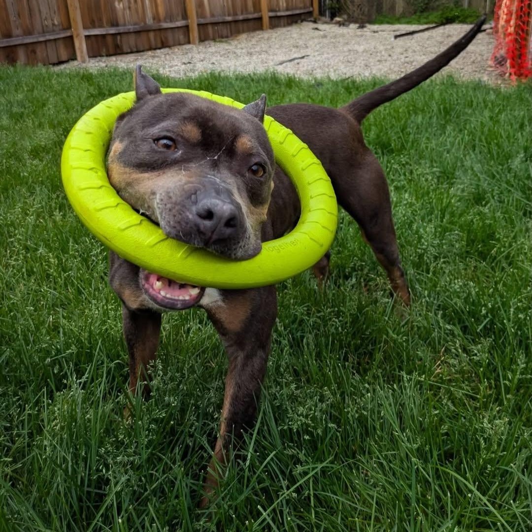 Enlarge Dory, a Adoptable mixed breed in Detroit, MI image 4/6