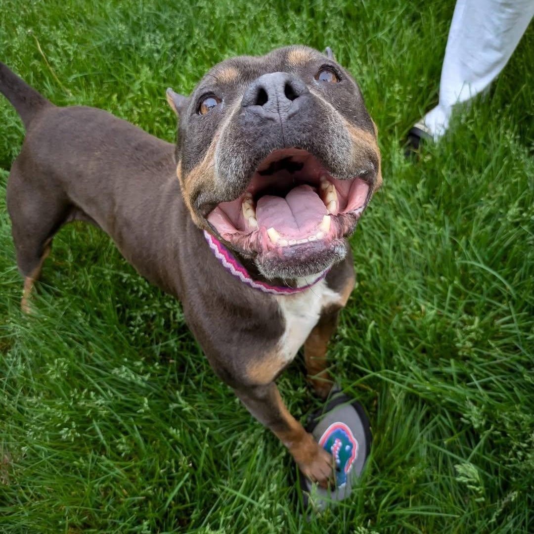 Enlarge Dory, a Adoptable mixed breed in Detroit, MI image 5/6