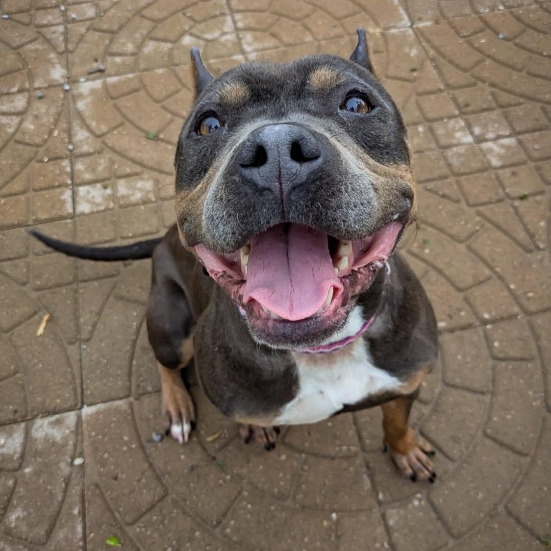 Enlarge Dory, a Adoptable mixed breed in Detroit, MI image 3/6