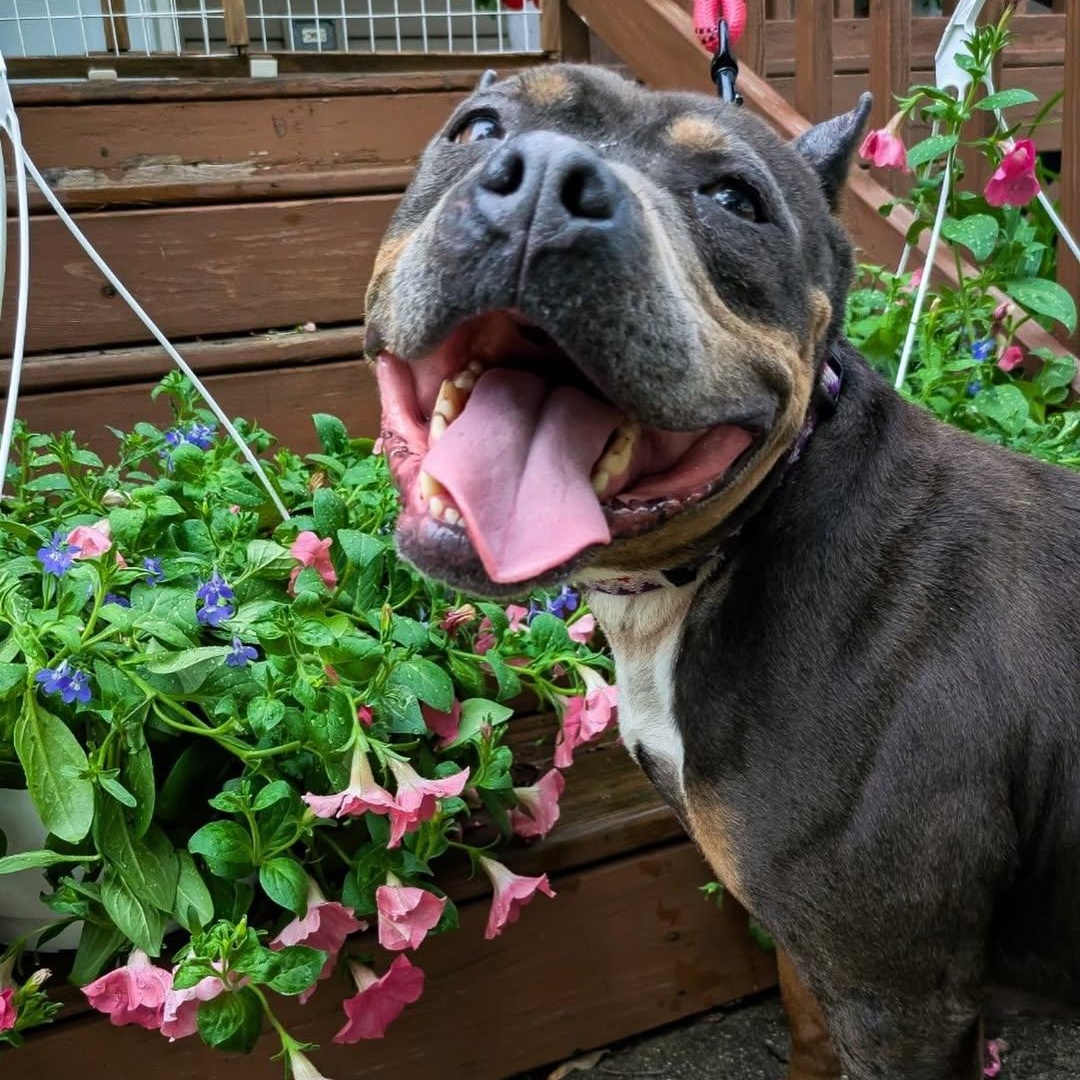 Dory, Adoptable, Adult Female Staffordshire Bull Terrier.