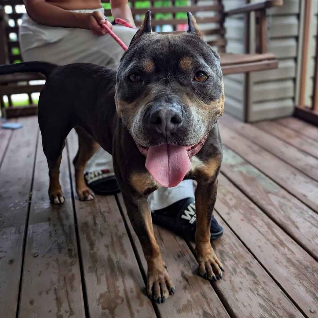 Enlarge Dory, a Adoptable mixed breed in Detroit, MI image 6/6