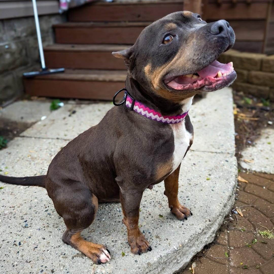 Enlarge Dory, a Adoptable mixed breed in Detroit, MI image 2/6