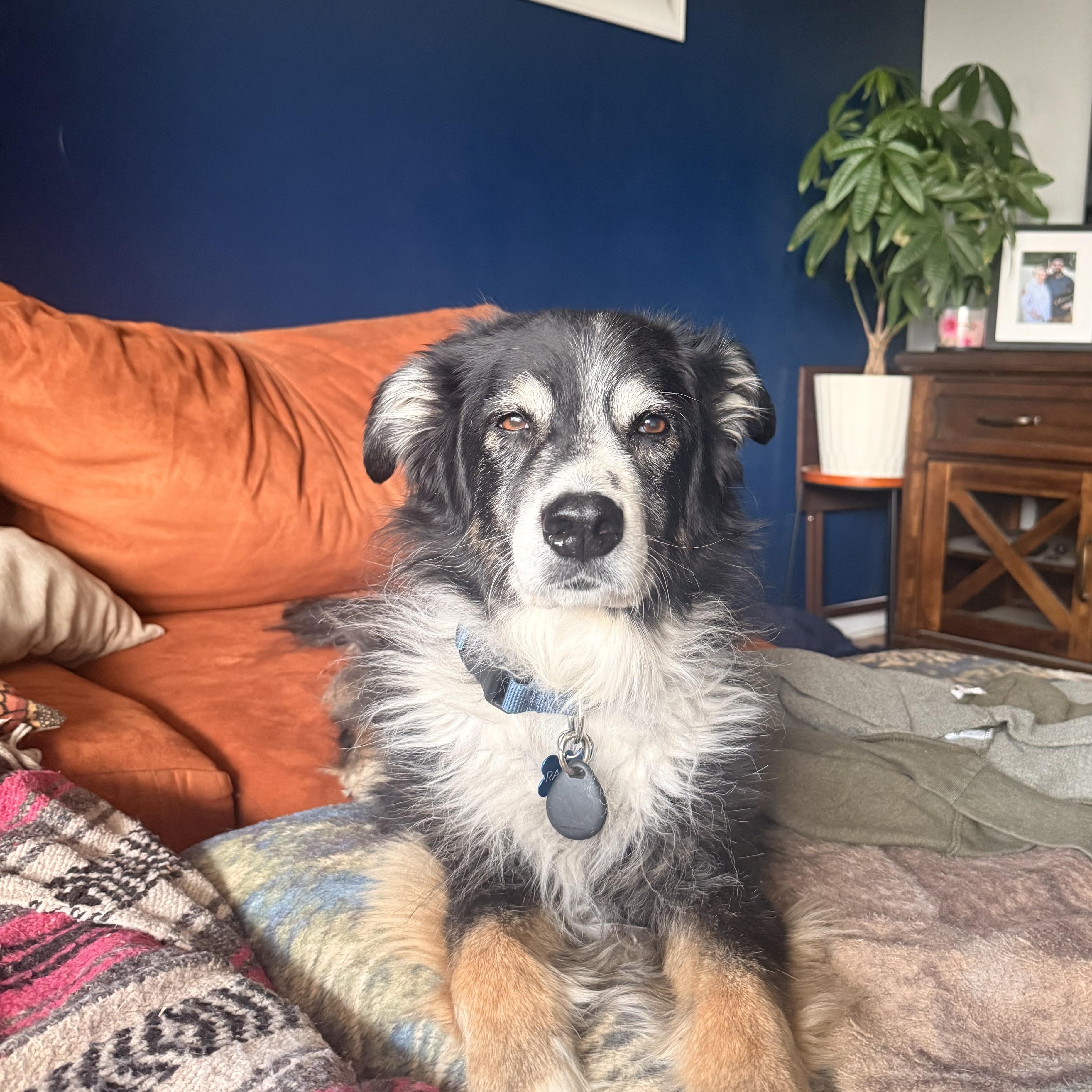 Rambo, a ADOPTABLE mixed breed in Roy, UT image 2/6