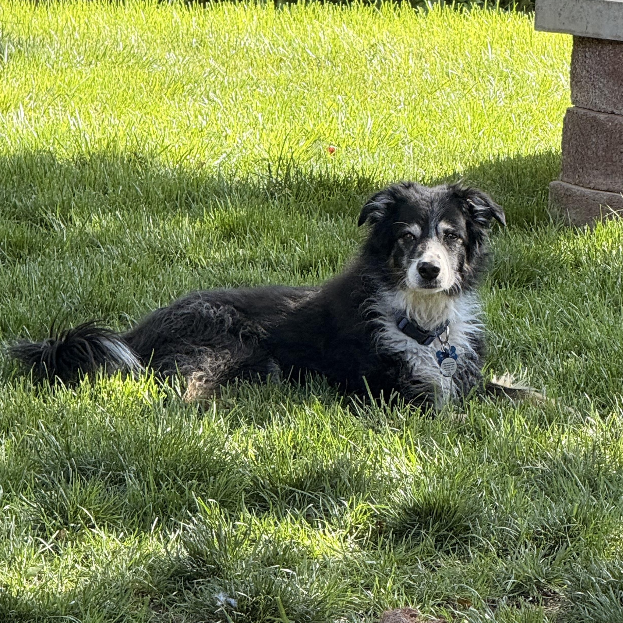Rambo, a ADOPTABLE mixed breed in Roy, UT image 5/6