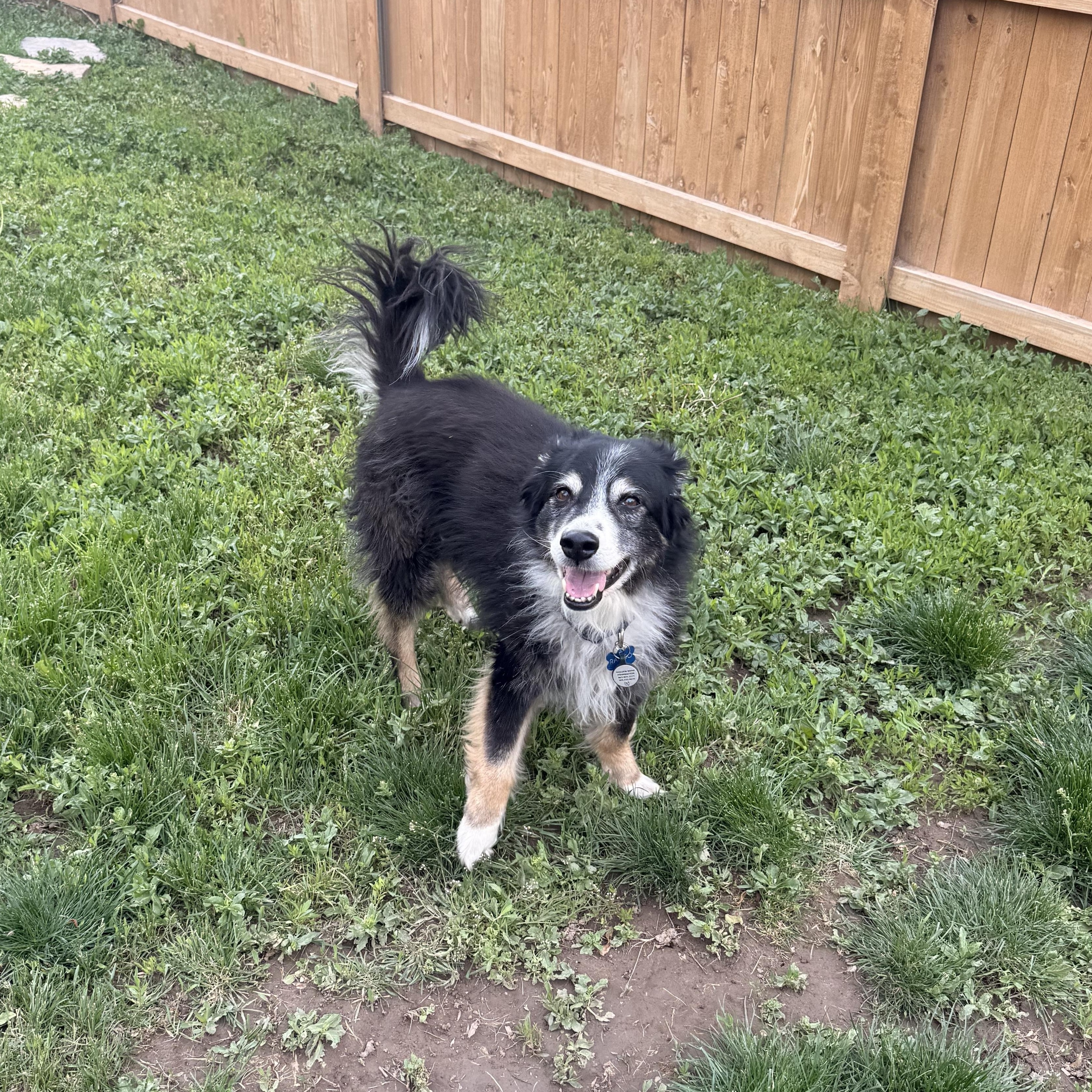Rambo, a ADOPTABLE mixed breed in Roy, UT image 6/6