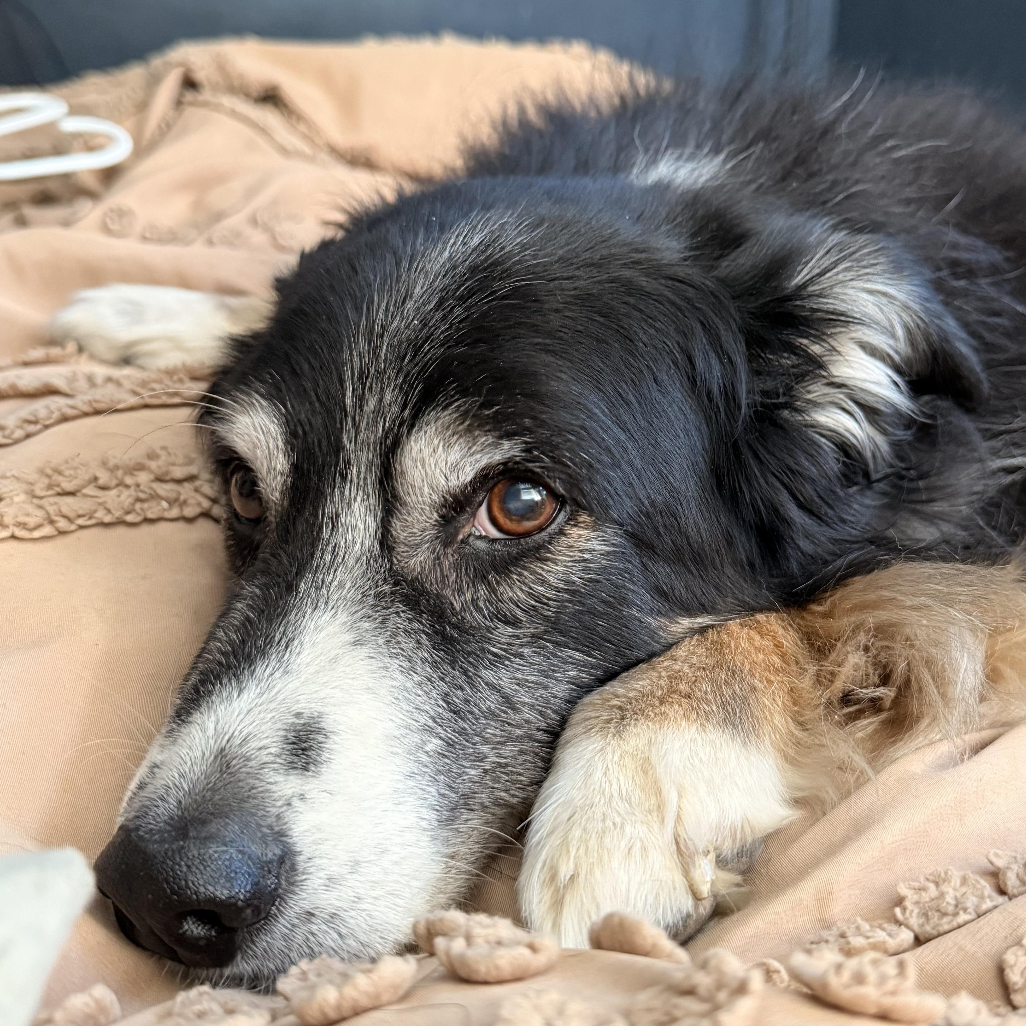 Rambo, a ADOPTABLE mixed breed in Roy, UT image 3/6