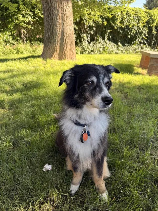 Rambo, a ADOPTABLE mixed breed in Roy, UT image 1/6