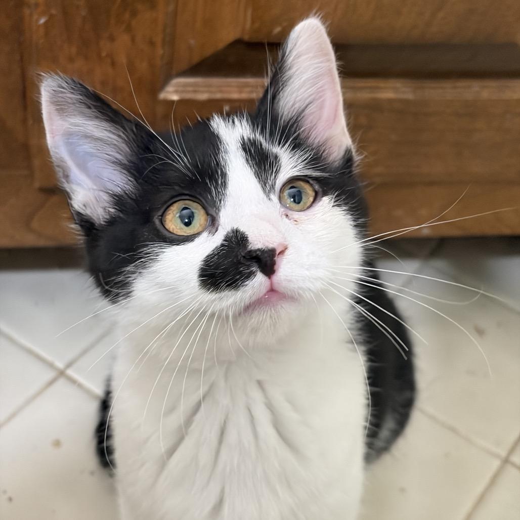 Kate, Adoptable, Kitten Female Domestic Short Hair.