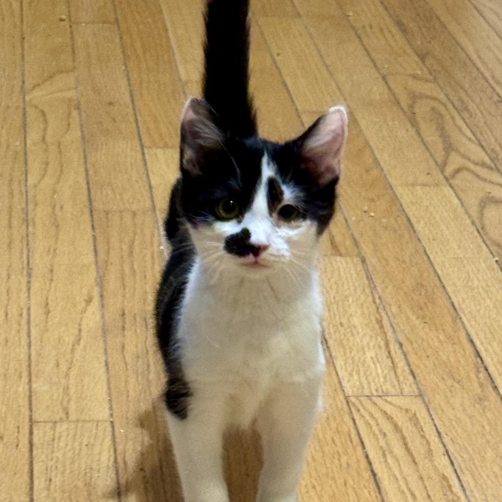 Kate, Adoptable, Kitten Female Domestic Short Hair.