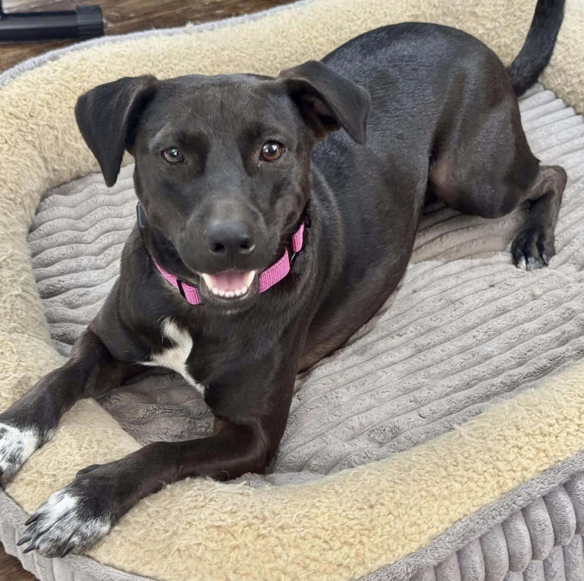 Little Star, a Adoptable mixed breed in allentown, PA image 1/6