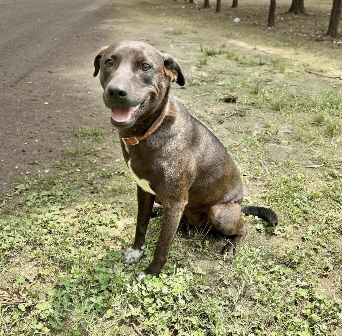 Little Star, a Adoptable mixed breed in allentown, PA image 2/6