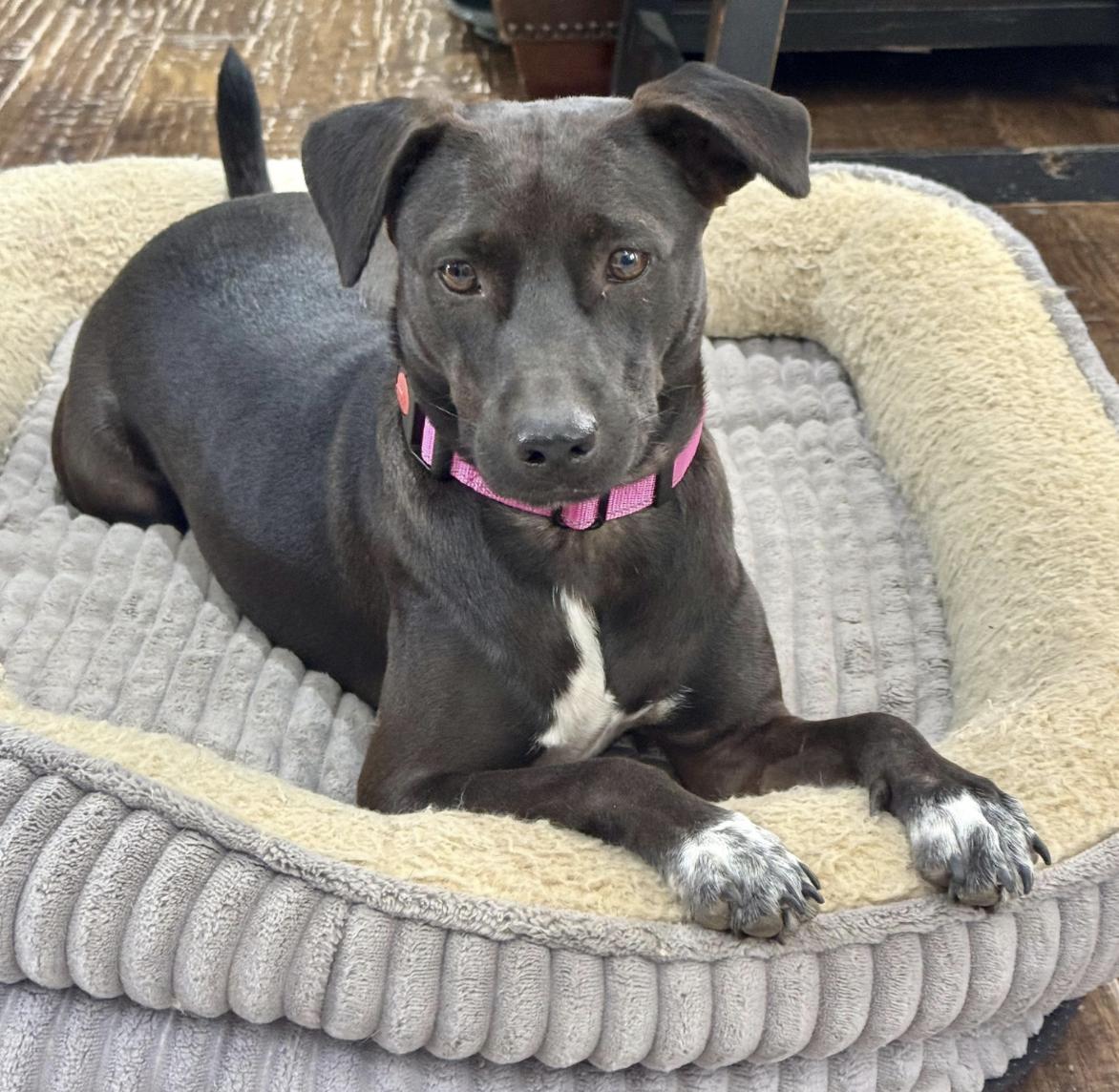 Little Star, a Adoptable mixed breed in allentown, PA image 3/6