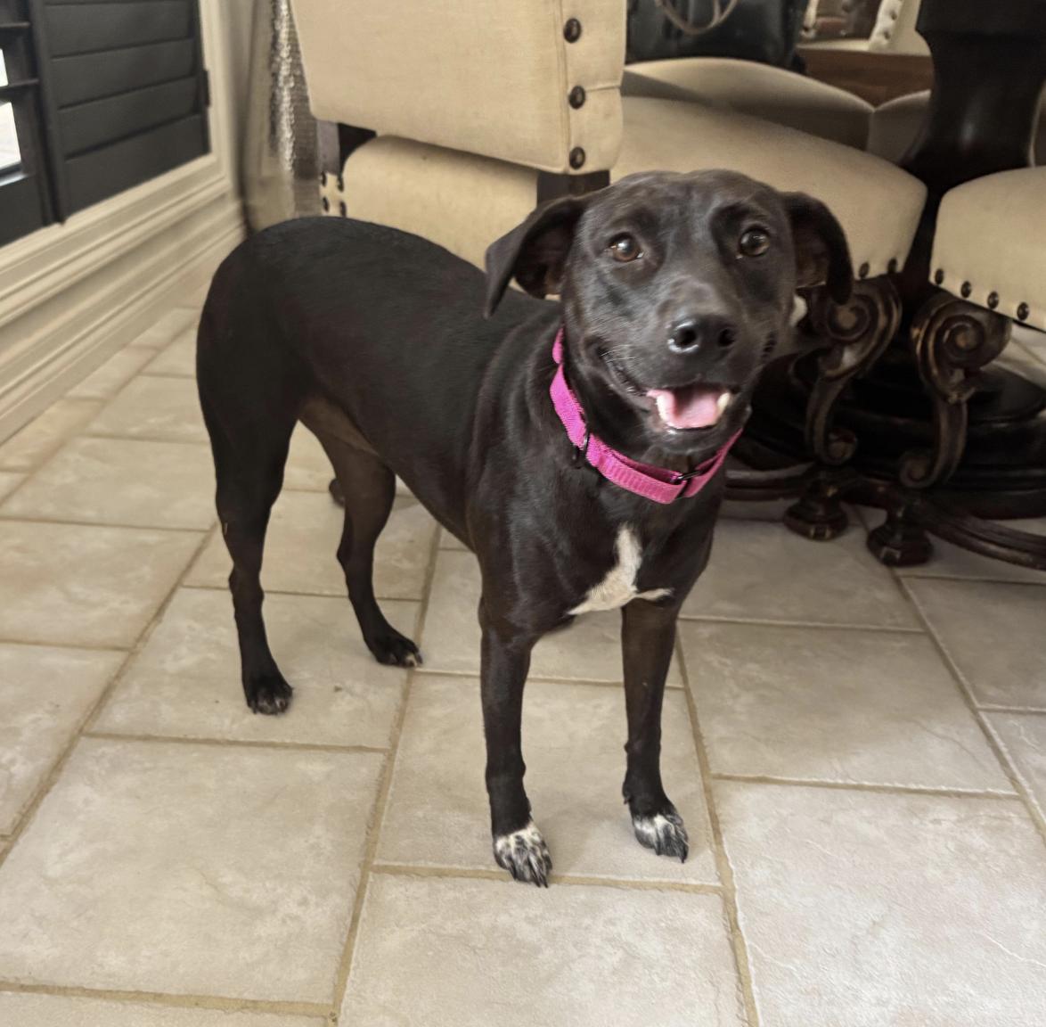 Little Star, a Adoptable mixed breed in allentown, PA image 4/6