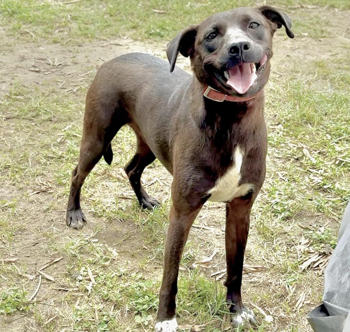 Little Star, a Adoptable mixed breed in allentown, PA image 5/6
