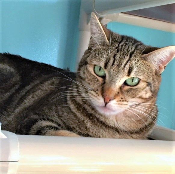 Val, Adoptable, Adult Female Domestic Short Hair.