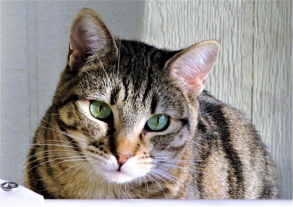 Val, a Adoptable Domestic Short Hair in Seal Beach, CA image 2/3