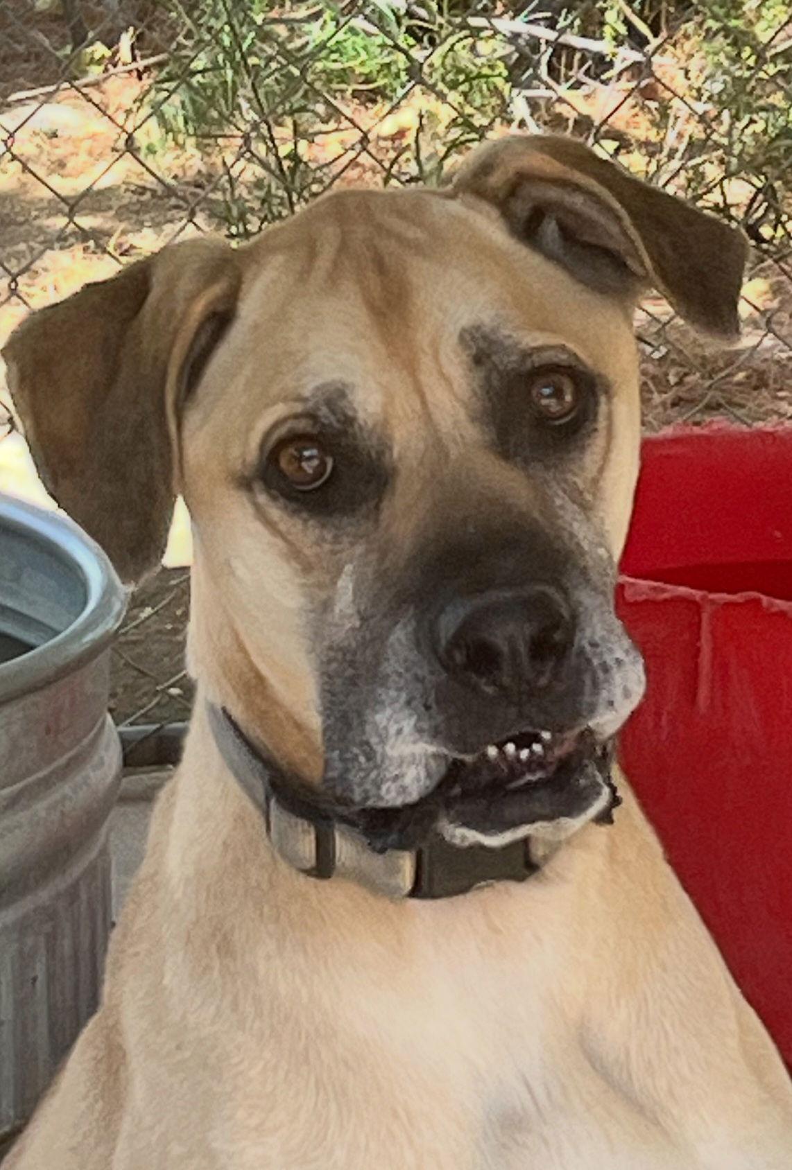 Enlarge Kodi, a Adoptable mixed breed in Mentone, CA image 1/3