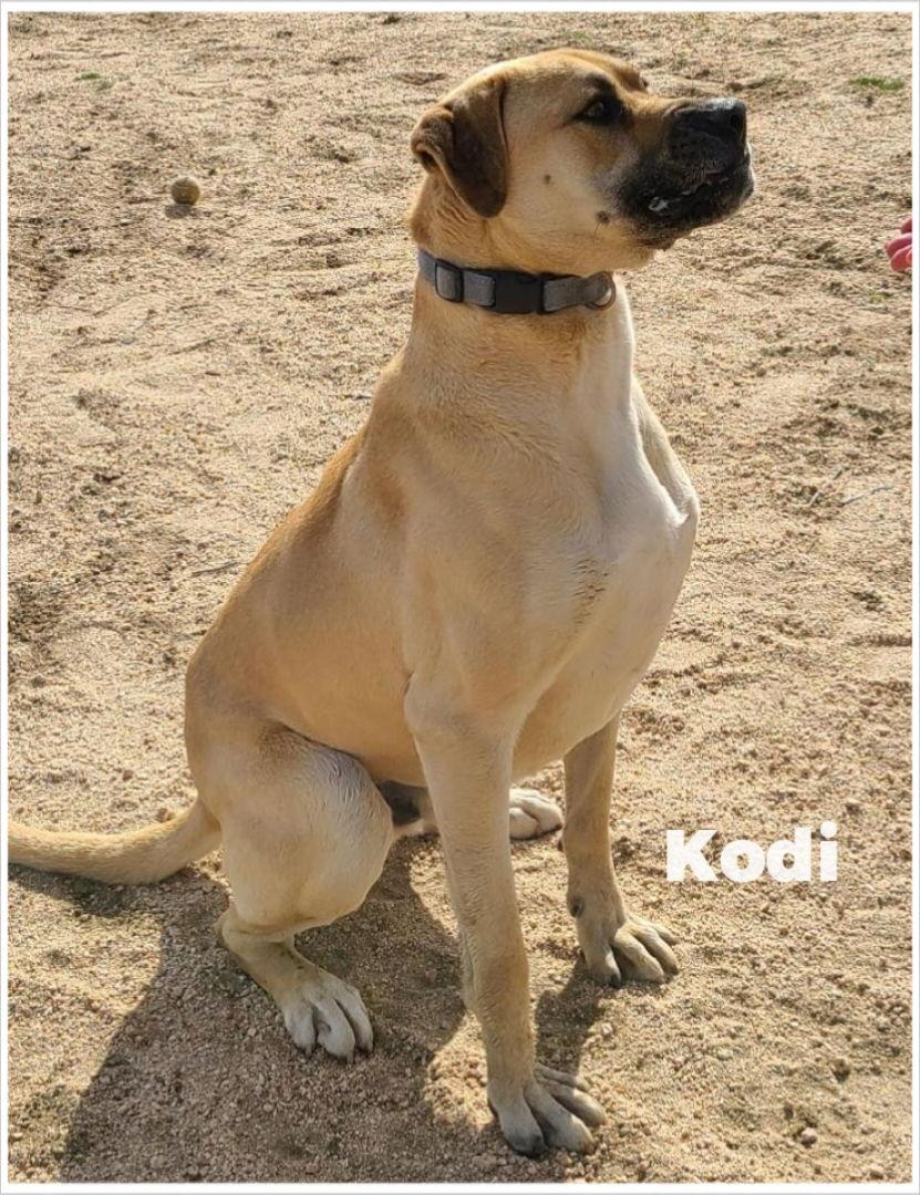 Enlarge Kodi, a Adoptable mixed breed in Mentone, CA image 2/3