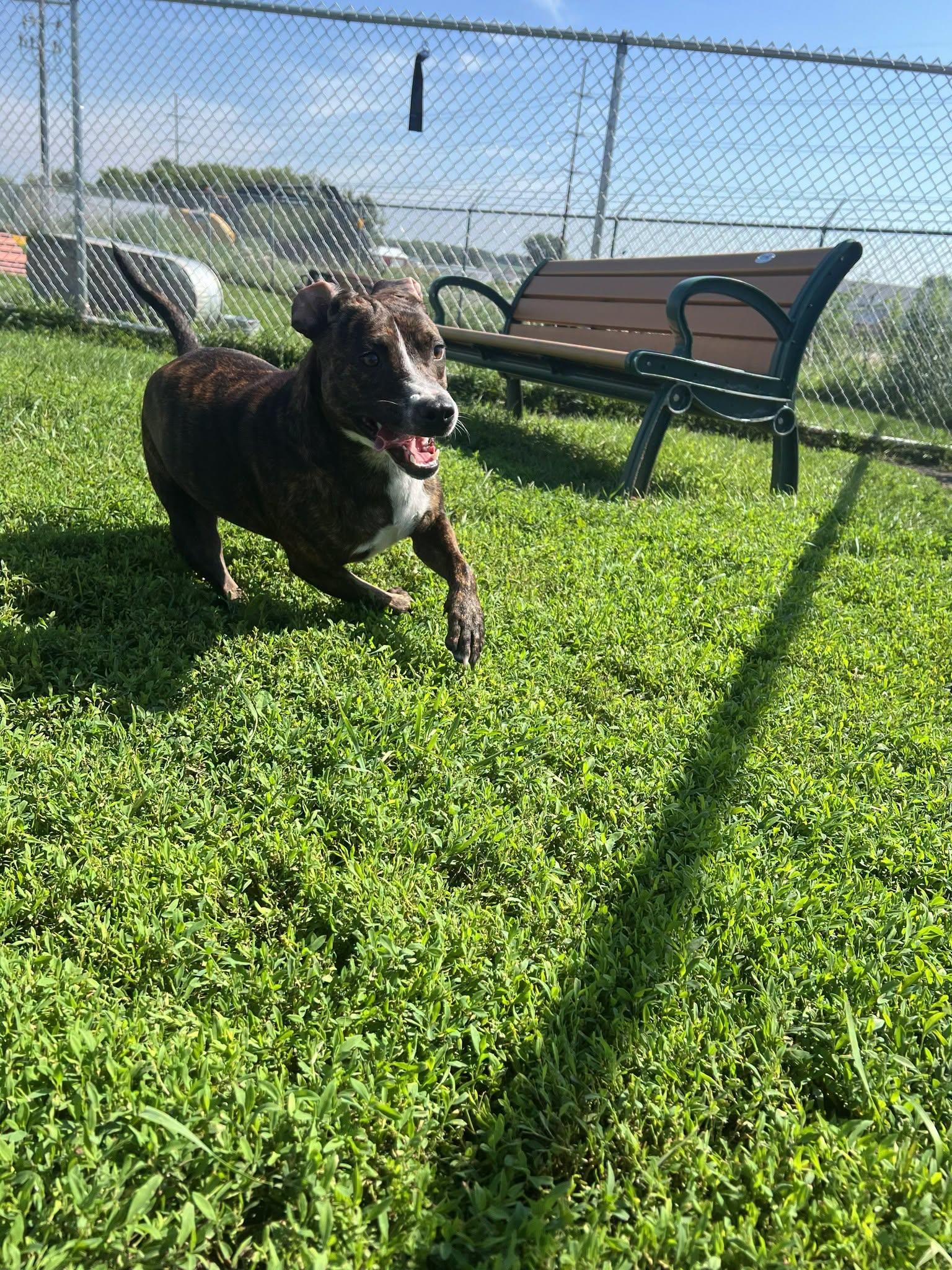 Maisy, ADOPTABLE, Adult Female Mixed Breed.