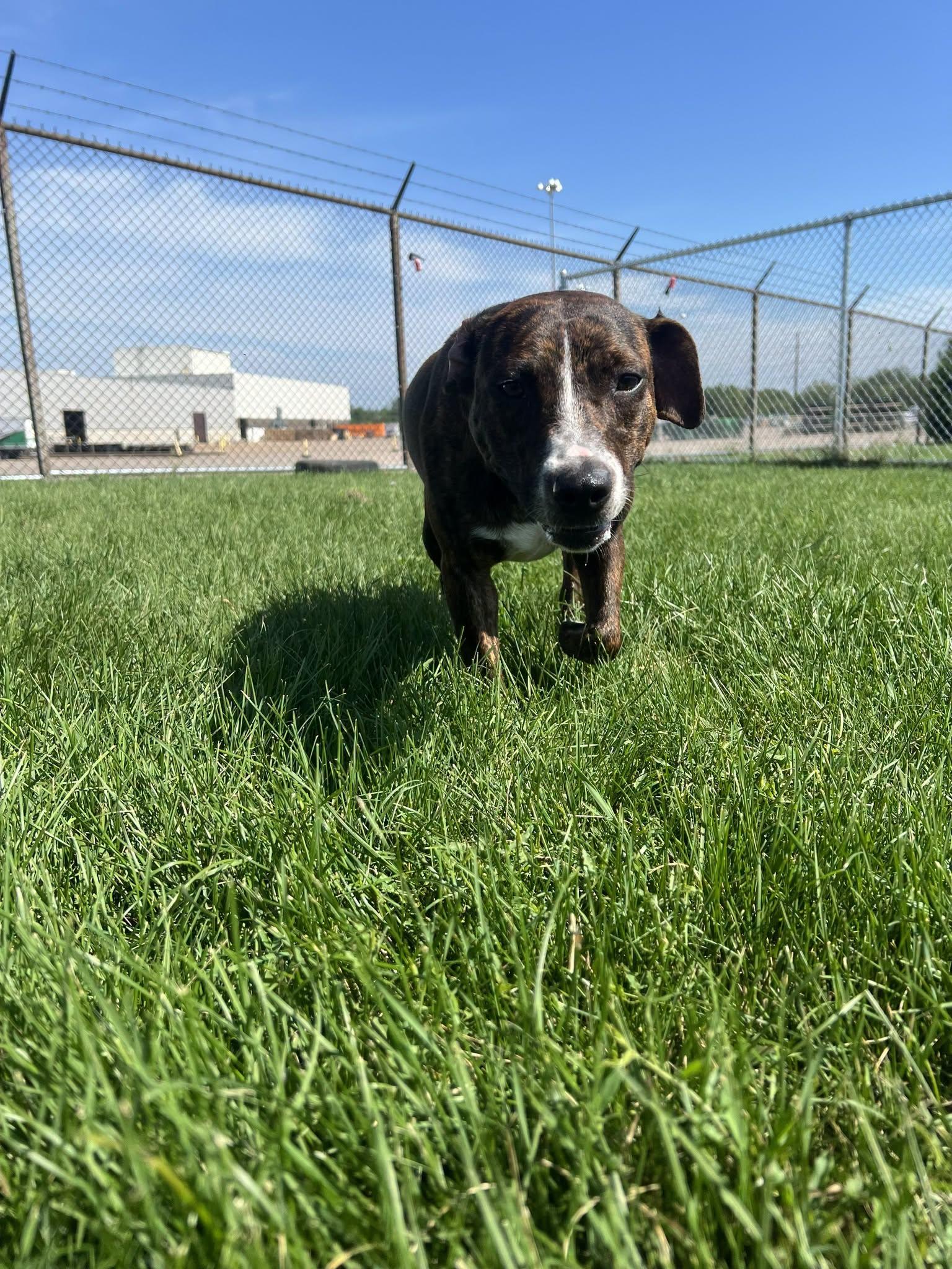 Maisy, a ADOPTABLE Mixed Breed in Davenport, IA image 2/2