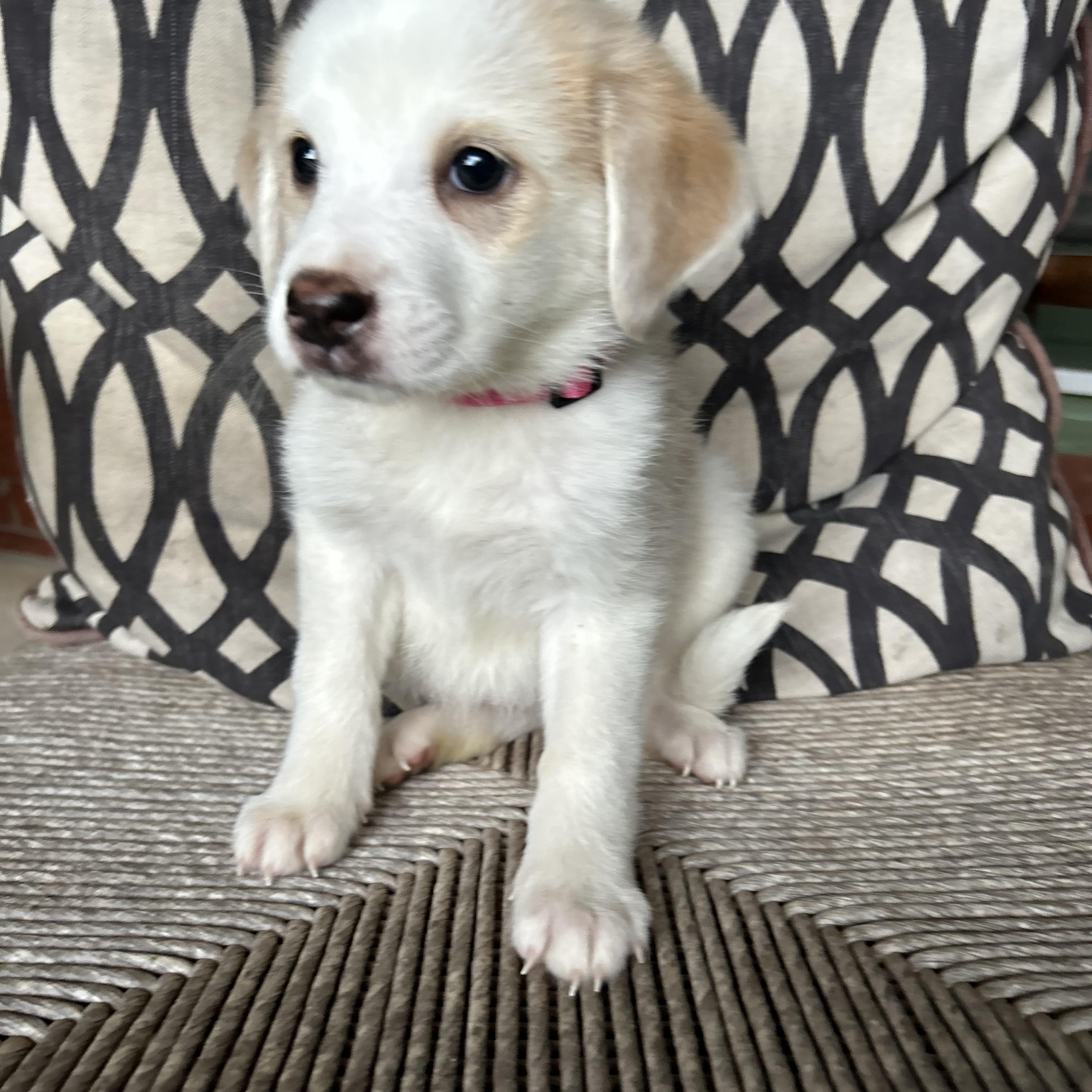Enlarge SYDNEY, a Adoptable mixed breed in Fosters, AL image 6/6
