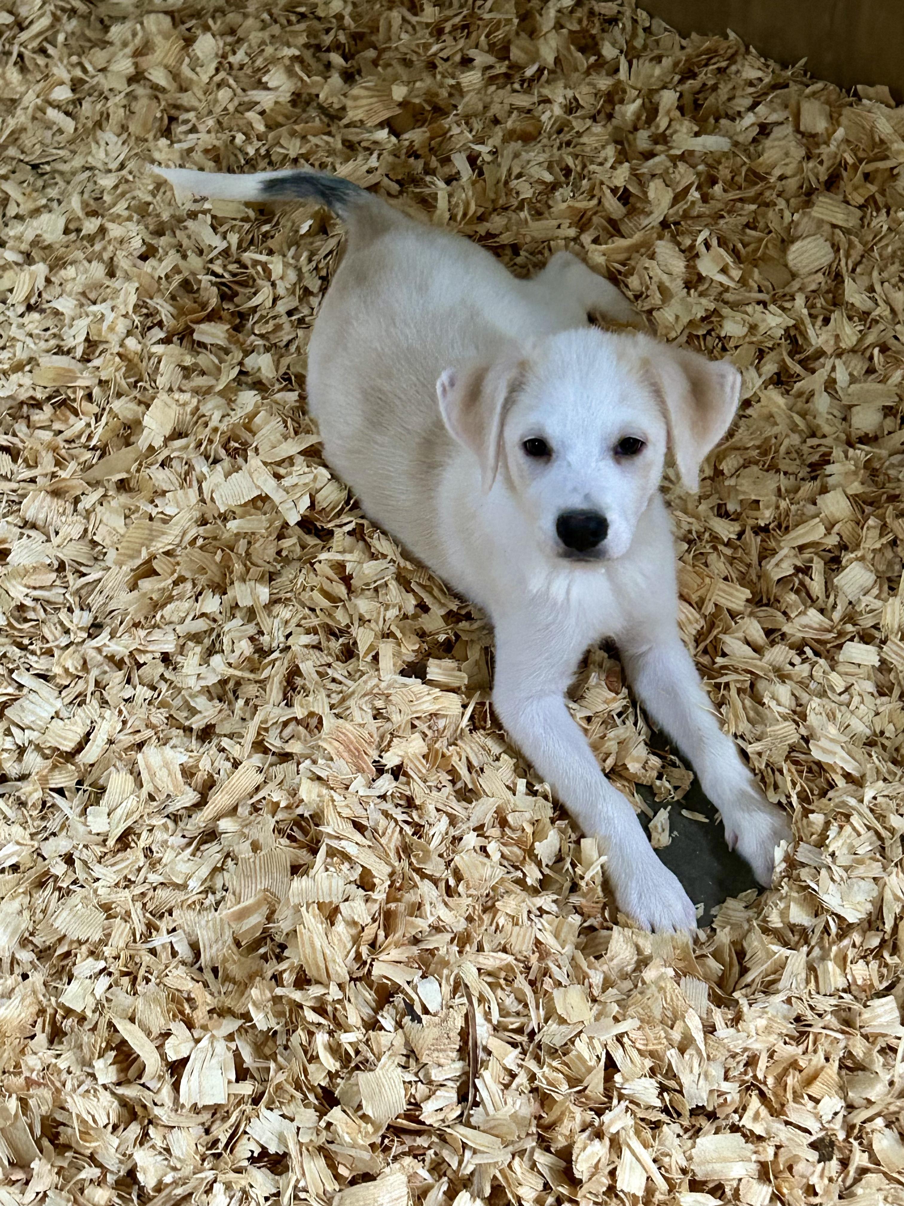 SYDNEY, Adoptable, Puppy Female Great Pyrenees.